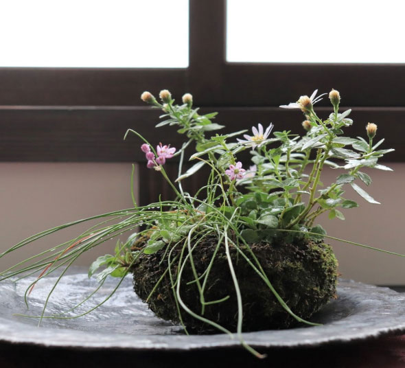 Kusamono thường được gọi là Bonsai cỏ.